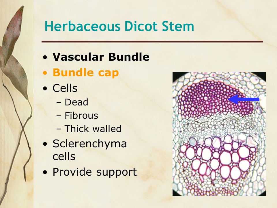 Herbaceous Dicot Stem Vascular Bundle Bundle cap Cells