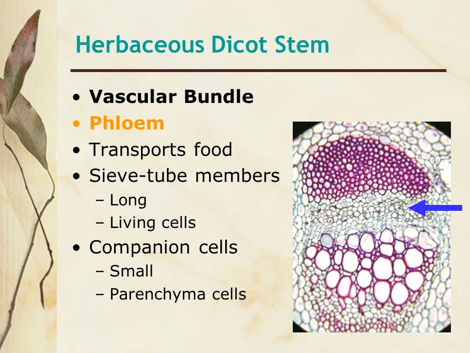 Herbaceous Dicot Stem Vascular Bundle Phloem Transports food