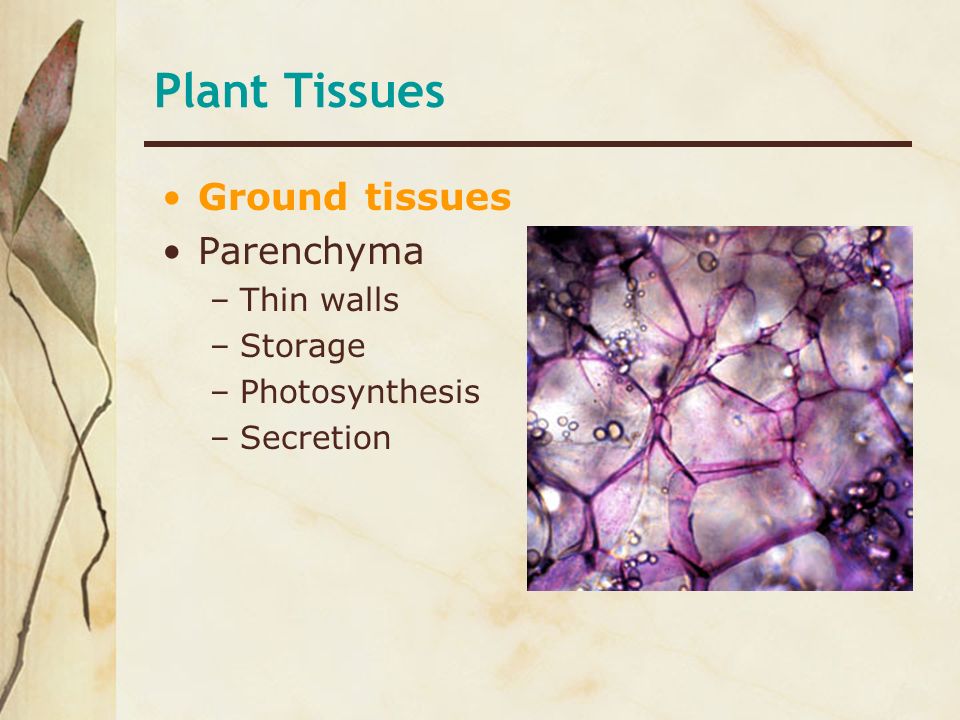Plant Tissues Ground tissues Parenchyma Thin walls Storage