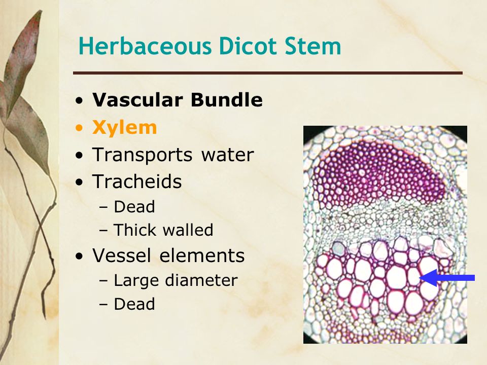 Herbaceous Dicot Stem Vascular Bundle Xylem Transports water Tracheids