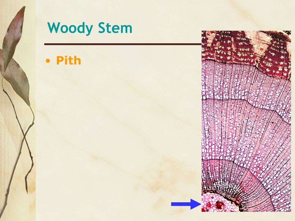 Woody Stem Pith