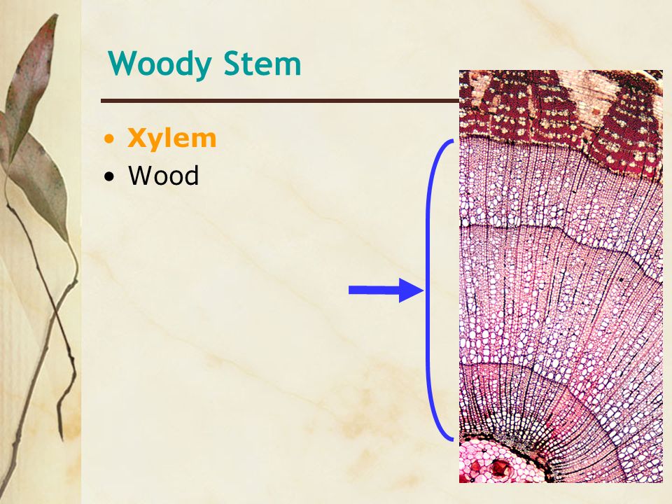 Woody Stem Xylem Wood