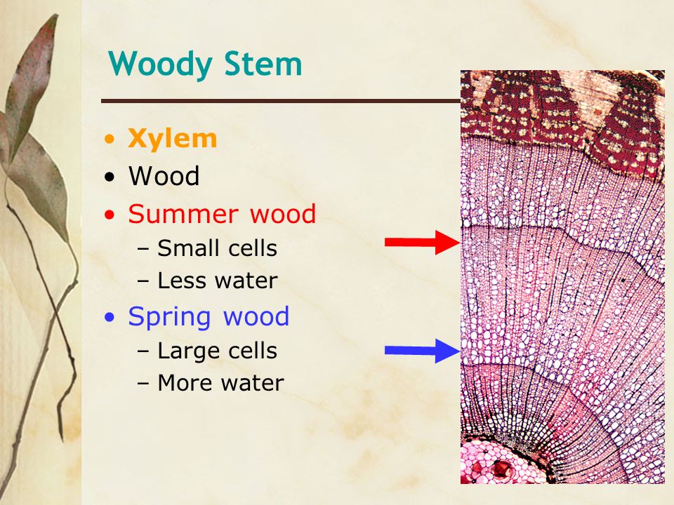 Woody Stem Xylem Wood Summer wood Spring wood Small cells Less water