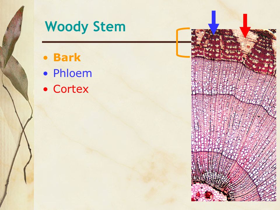 Woody Stem Bark Phloem Cortex