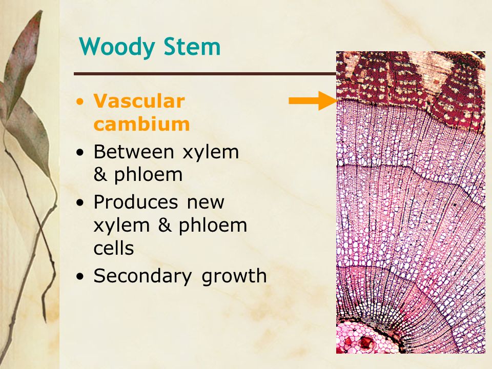 Woody Stem Vascular cambium Between xylem & phloem