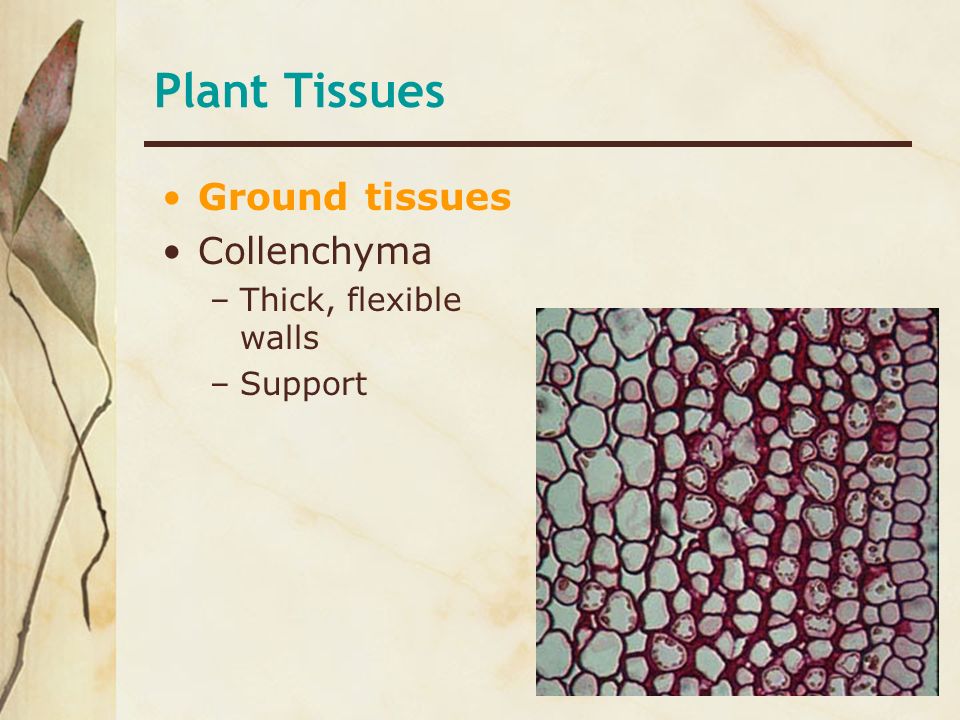 Plant Tissues Ground tissues Collenchyma Thick, flexible walls Support