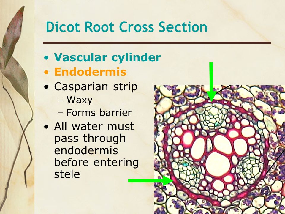 Dicot Root Cross Section