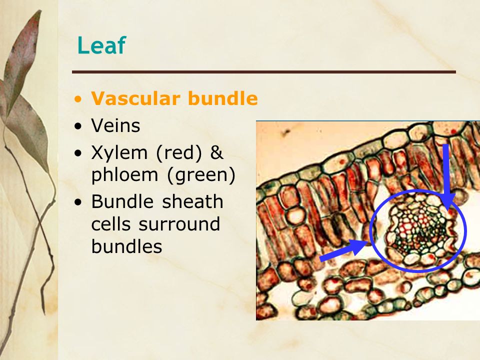 Leaf Vascular bundle Veins Xylem (red) & phloem (green)
