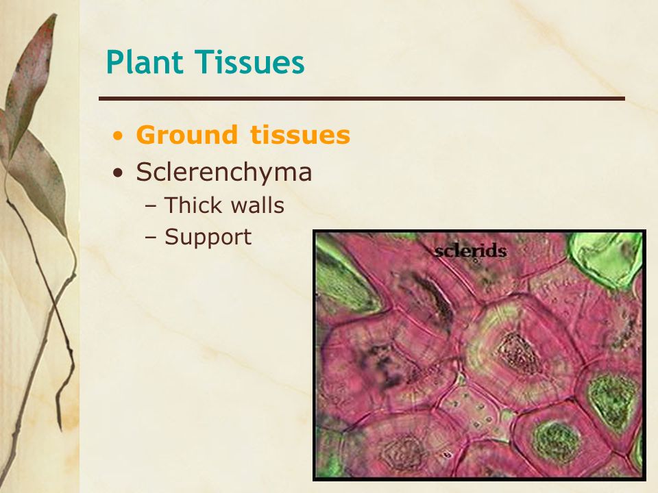 Plant Tissues Ground tissues Sclerenchyma Thick walls Support