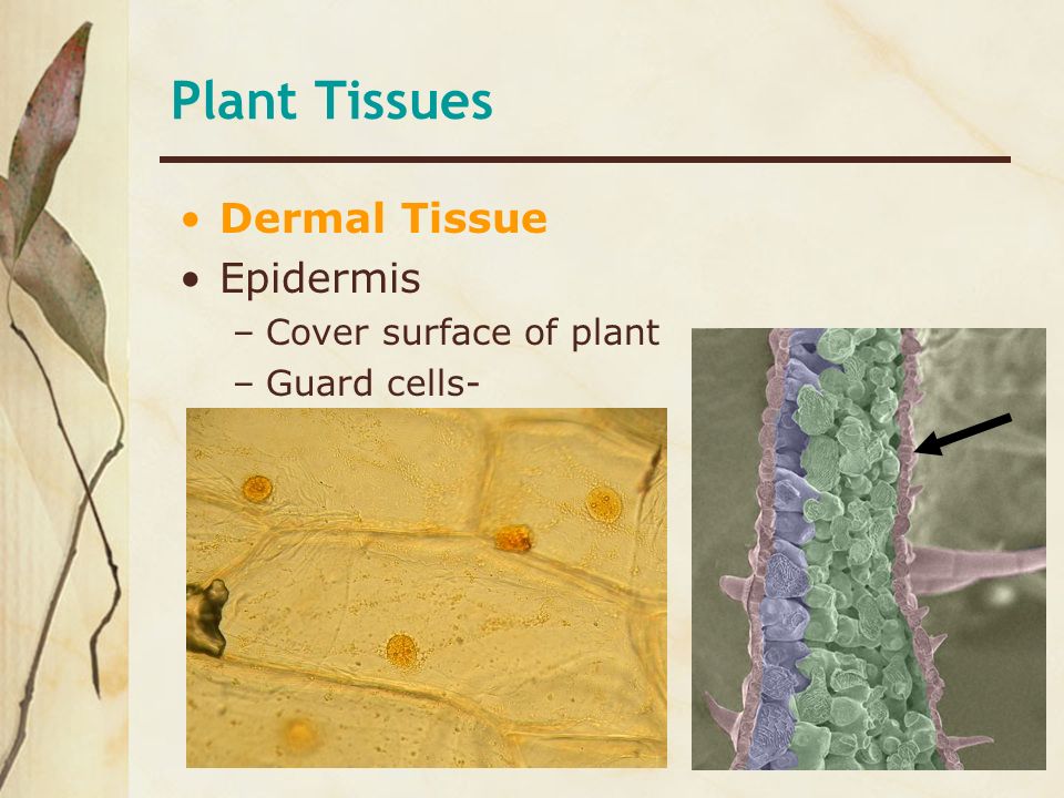 Plant Tissues Dermal Tissue Epidermis Cover surface of plant