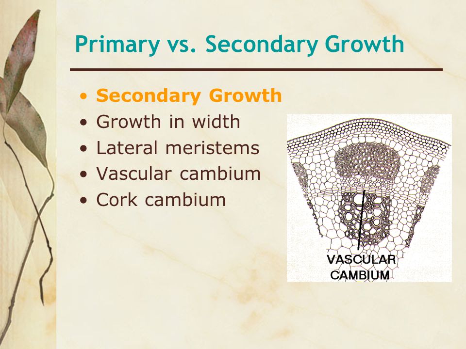 Primary vs. Secondary Growth