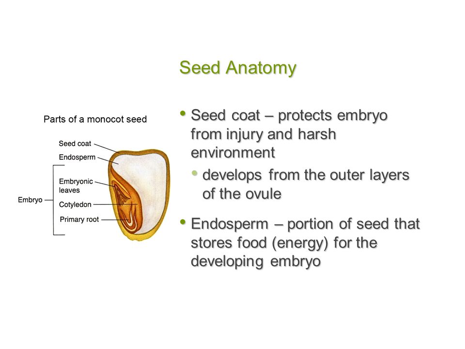 Seed Anatomy Seed coat – protects embryo from injury and harsh environment. develops from the outer layers of the ovule.