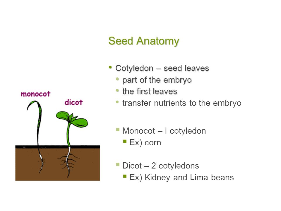 Seed Anatomy Cotyledon – seed leaves part of the embryo