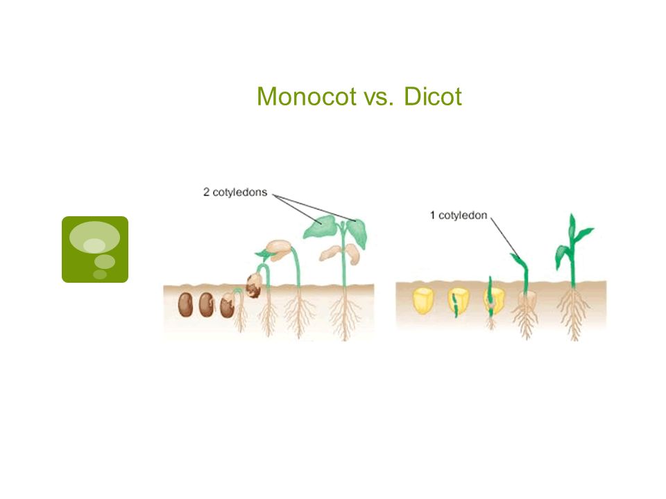 Monocot vs. Dicot
