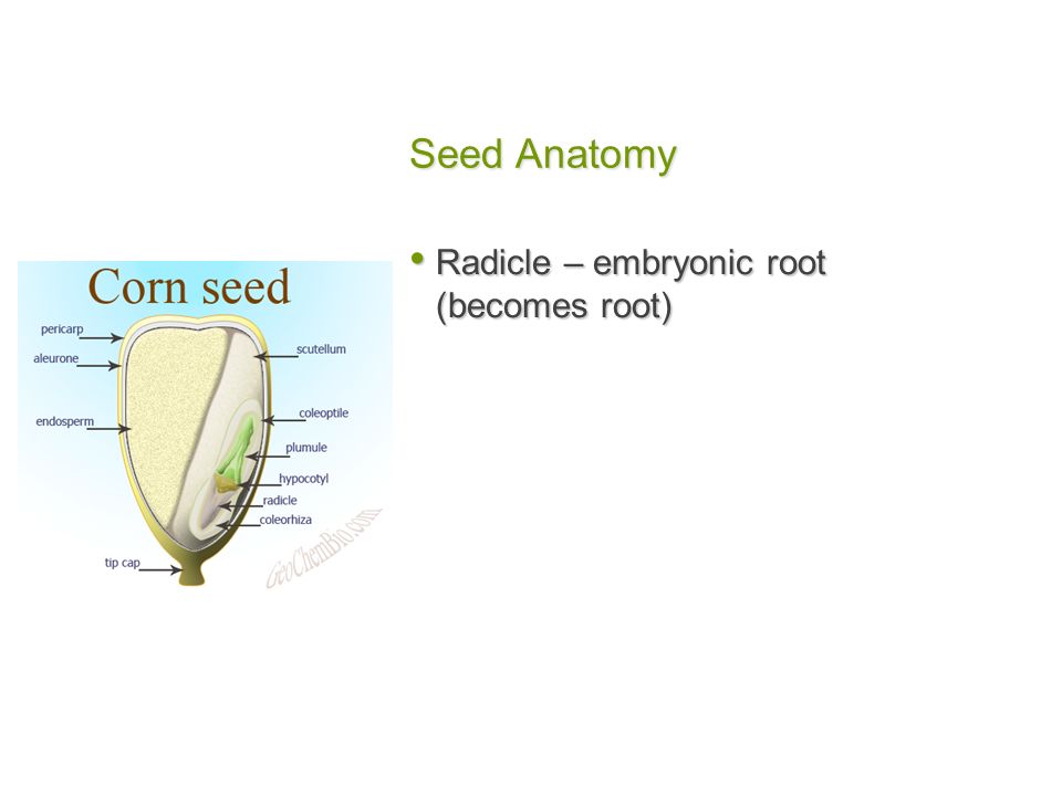 Seed Anatomy Radicle – embryonic root (becomes root)