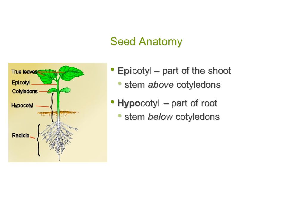 Seed Anatomy Epicotyl – part of the shoot stem above cotyledons