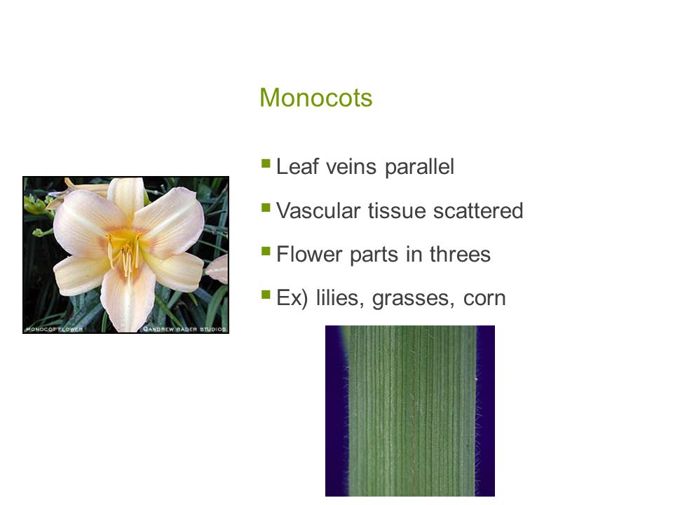 Monocots Leaf veins parallel Vascular tissue scattered
