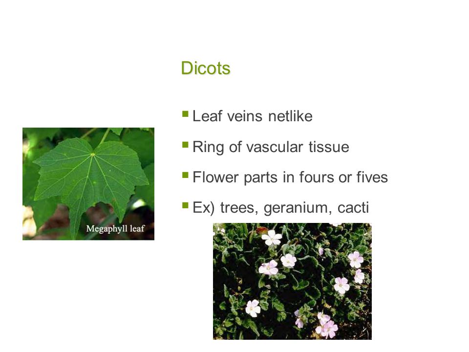 Dicots Leaf veins netlike Ring of vascular tissue