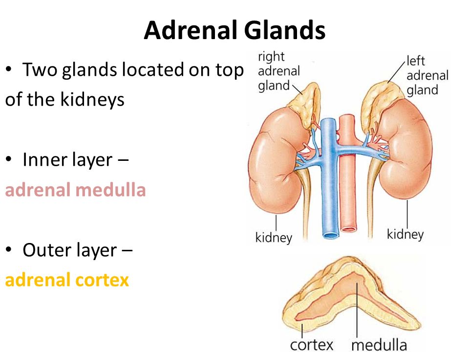 Adrenal Glands Two glands located on top of the kidneys Inner layer.