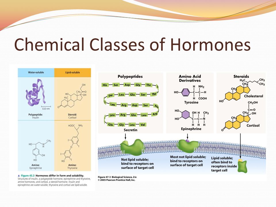 Chemical Classes of Hormones.