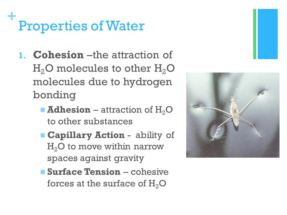 Properties of Water Cohesion –the attraction of H2O molecules to other H2O molecules due to hydrogen bonding.