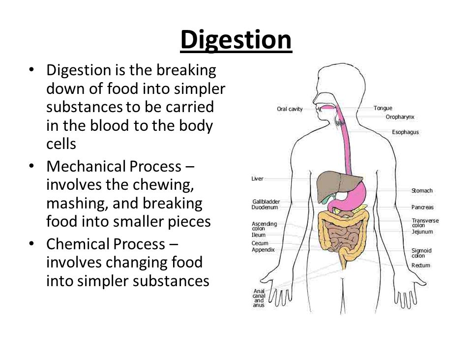 The Digestive System Chapter 15 Pages Ppt Video Online Download