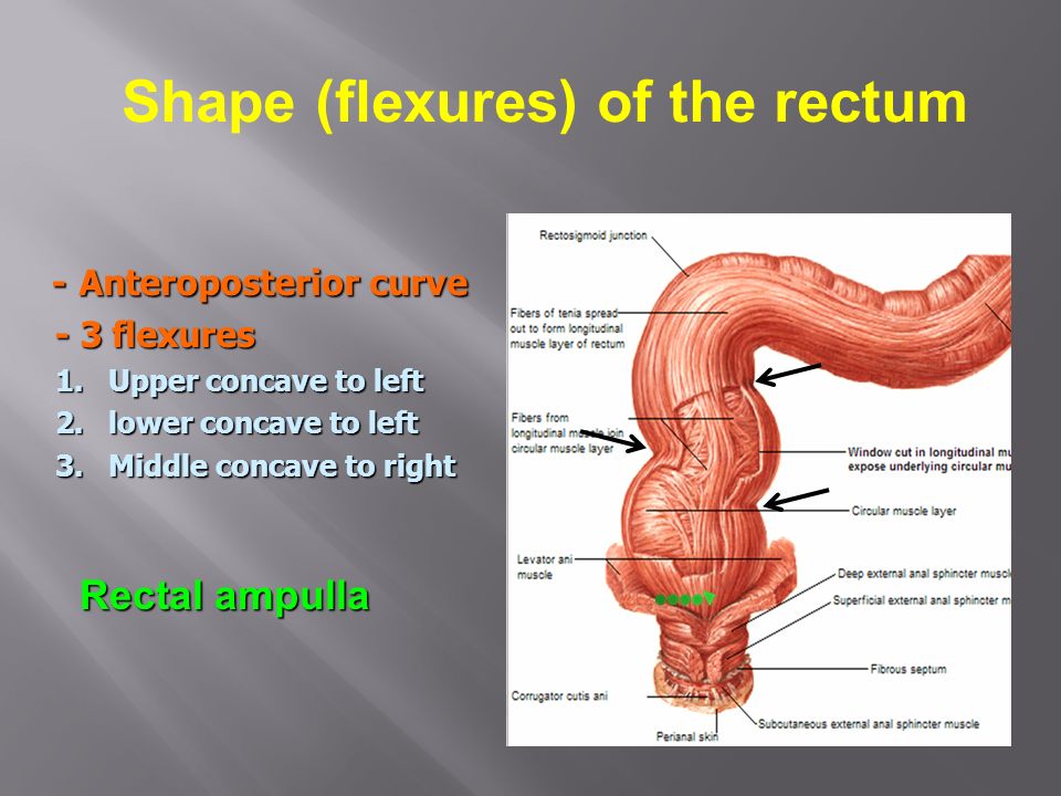 Rectum And Anal Canal Ppt Video Online Download