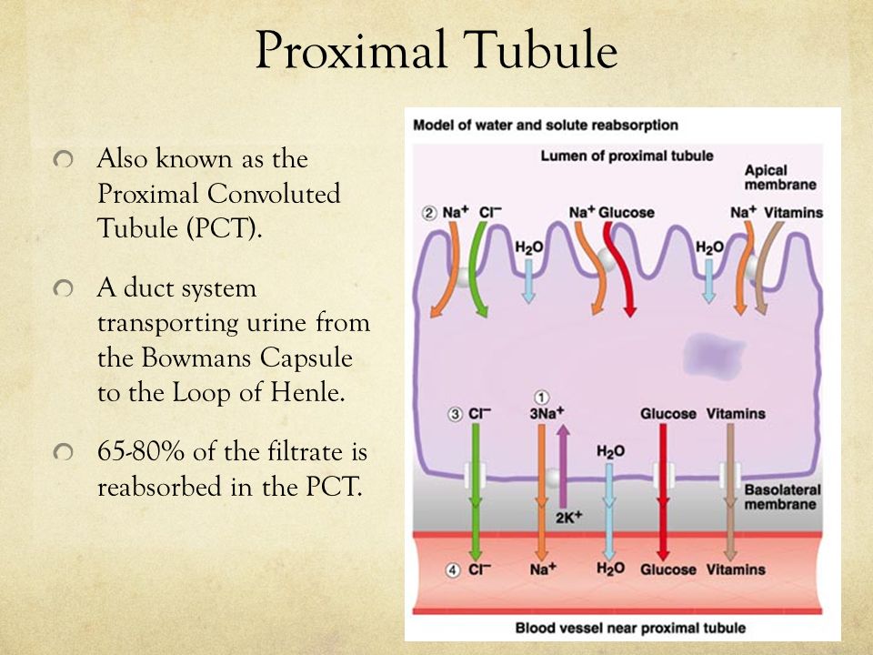 Proximal Tubule Also known as the Proximal Convoluted Tubule (PCT). 