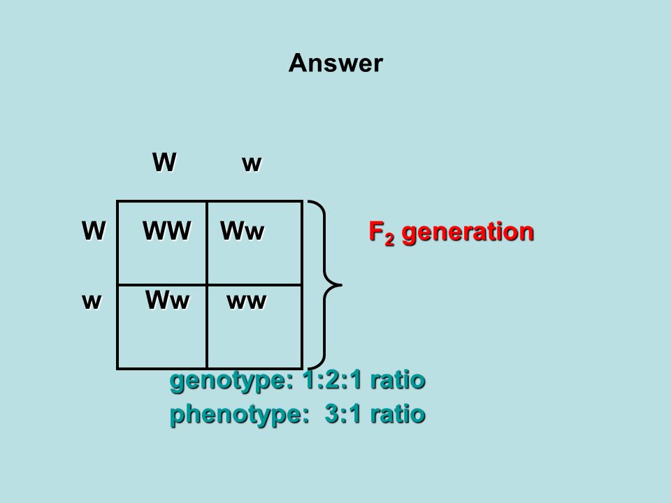 Answer W w. W WW Ww F2 generation. w Ww ww. genotype: 1:2:1 ratio.