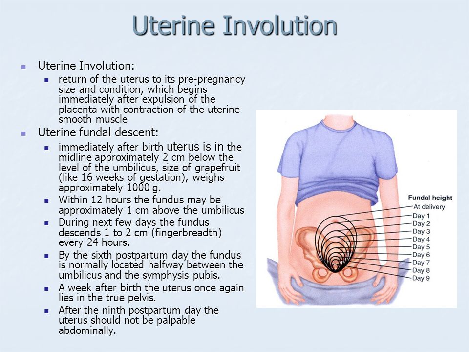 Uterine Involution Uterine Involution: Uterine fundal descent.