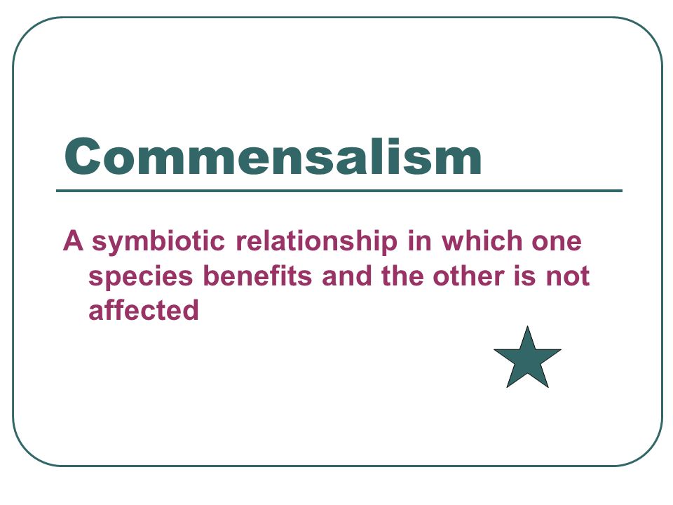 Commensalism A symbiotic relationship in which one species benefits and the other is not affected