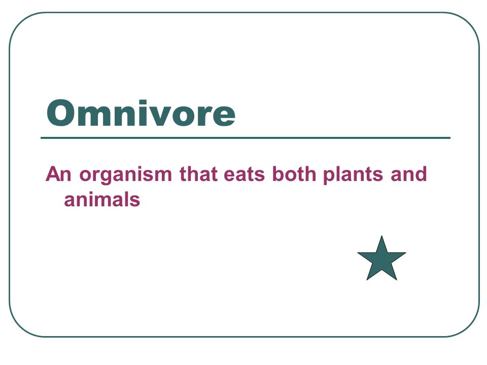 Omnivore An organism that eats both plants and animals