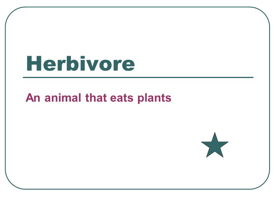 Herbivore An animal that eats plants