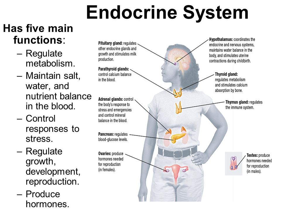 The endocrine system презентация