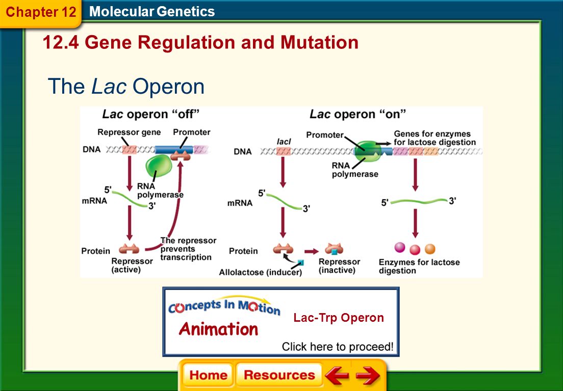 The Lac Operon 12.4 Gene Regulation and Mutation Chapter 12.