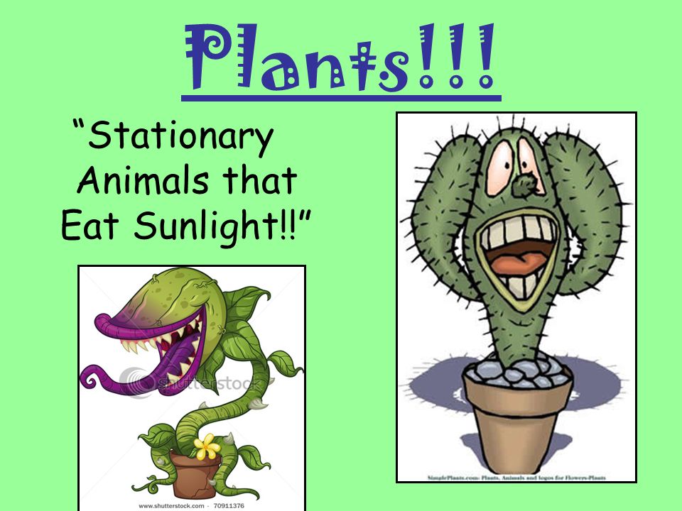Stationary Animals that Eat Sunlight!!