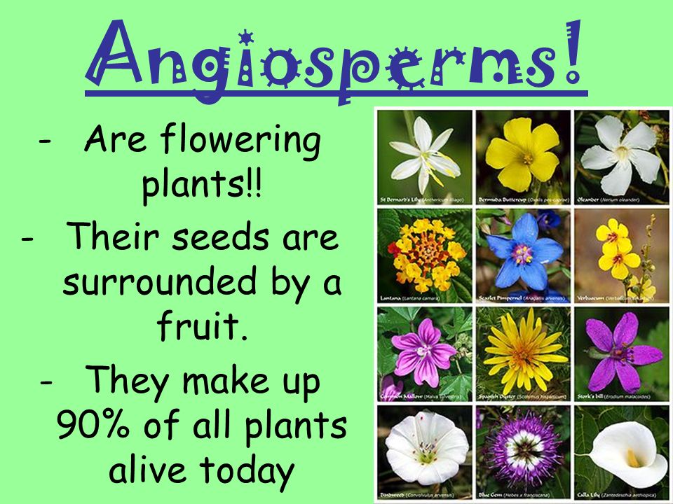 Angiosperms! Are flowering plants!!
