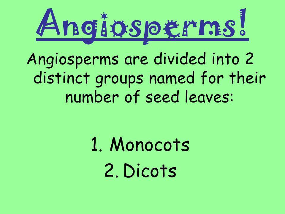 Angiosperms! Monocots Dicots