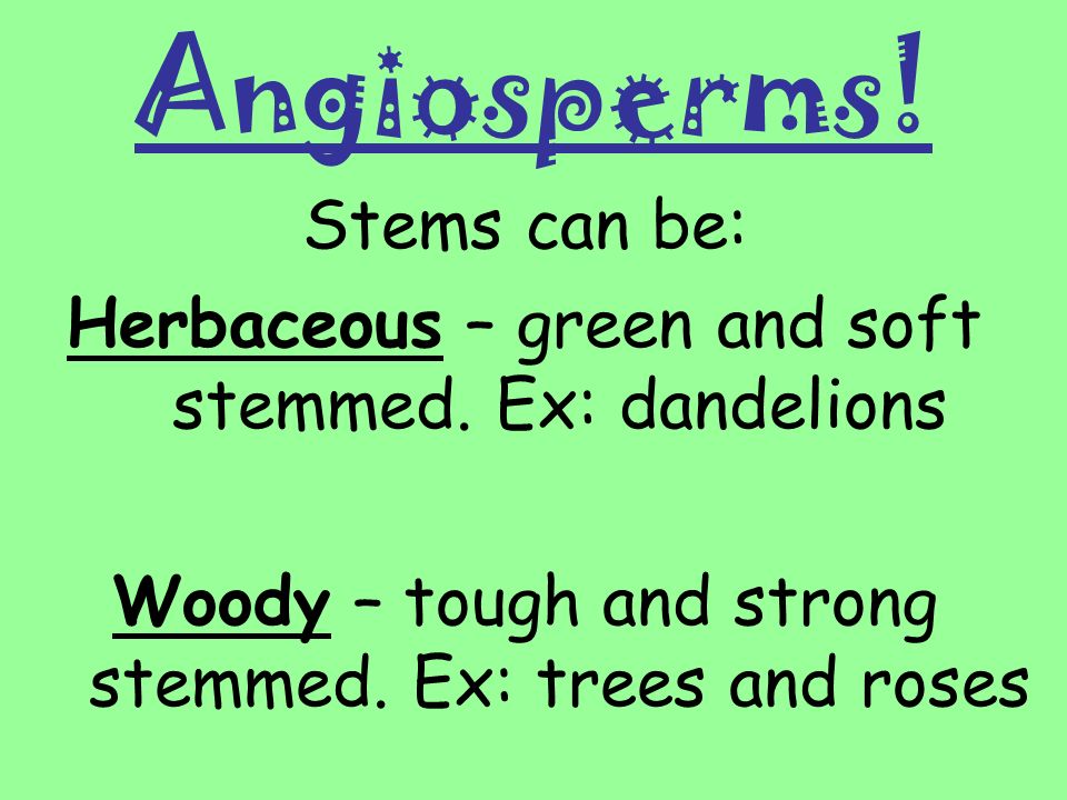 Angiosperms! Stems can be: