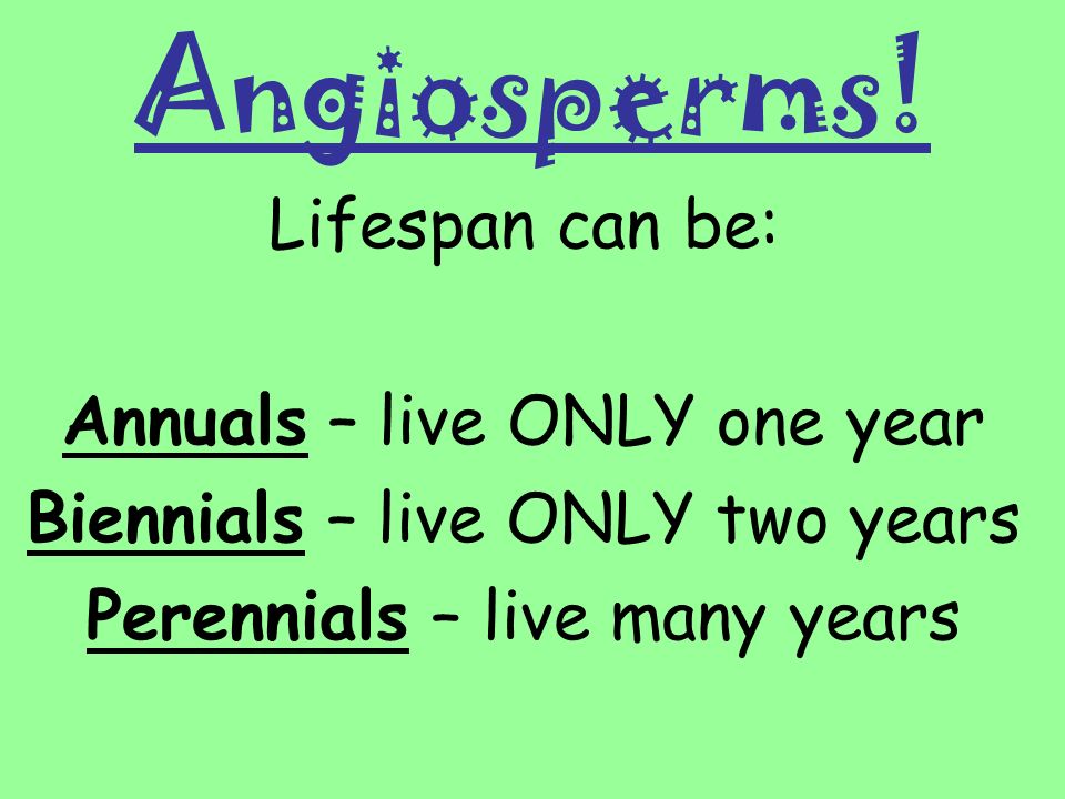 Angiosperms! Lifespan can be: Annuals – live ONLY one year