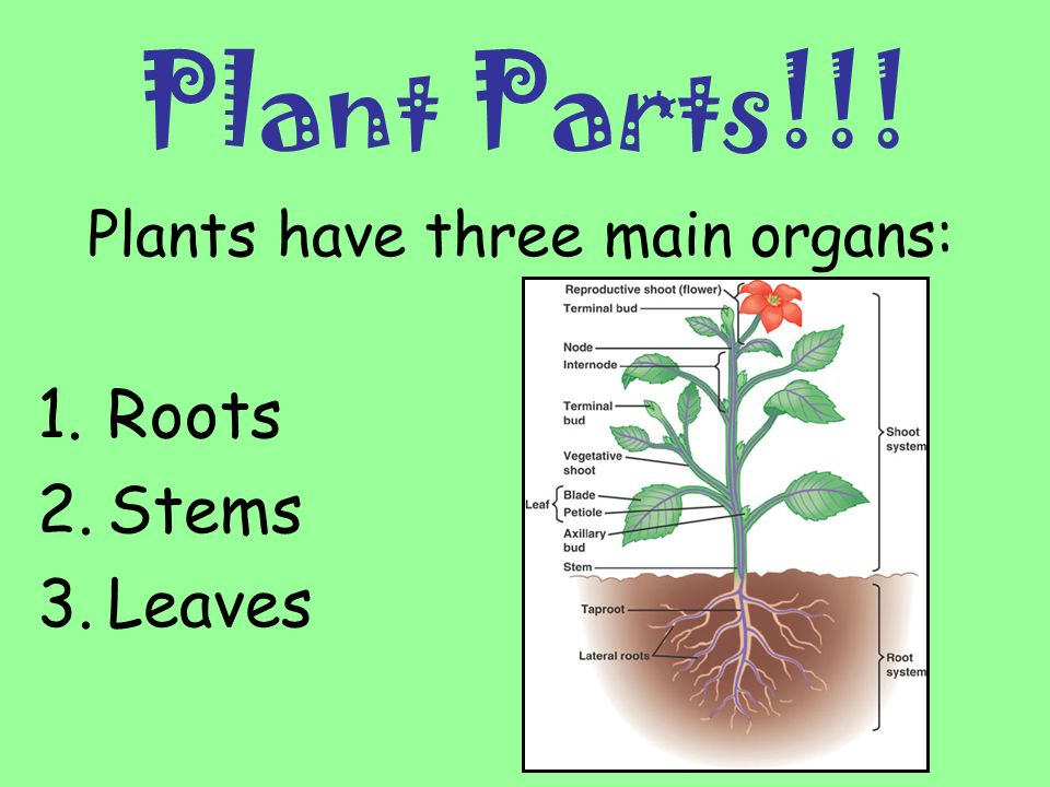 Plants have three main organs: Roots Stems Leaves