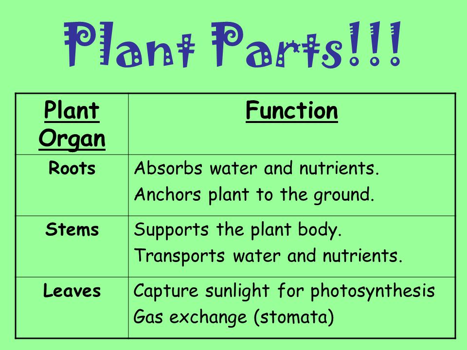 Plant Parts!!! Plant Organ Function Roots Absorbs water and nutrients.