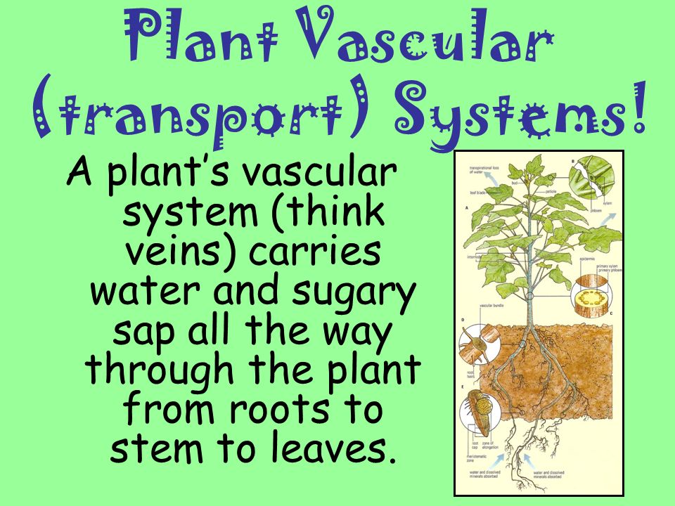 Plant Vascular (transport) Systems!