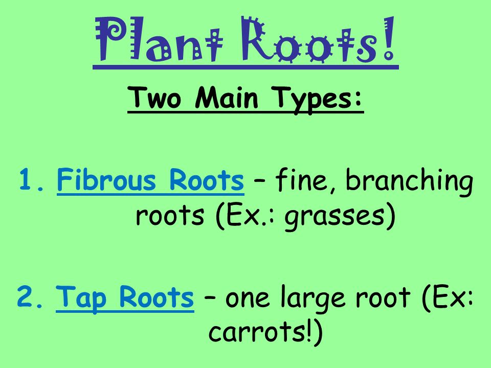 Plant Roots! Two Main Types: