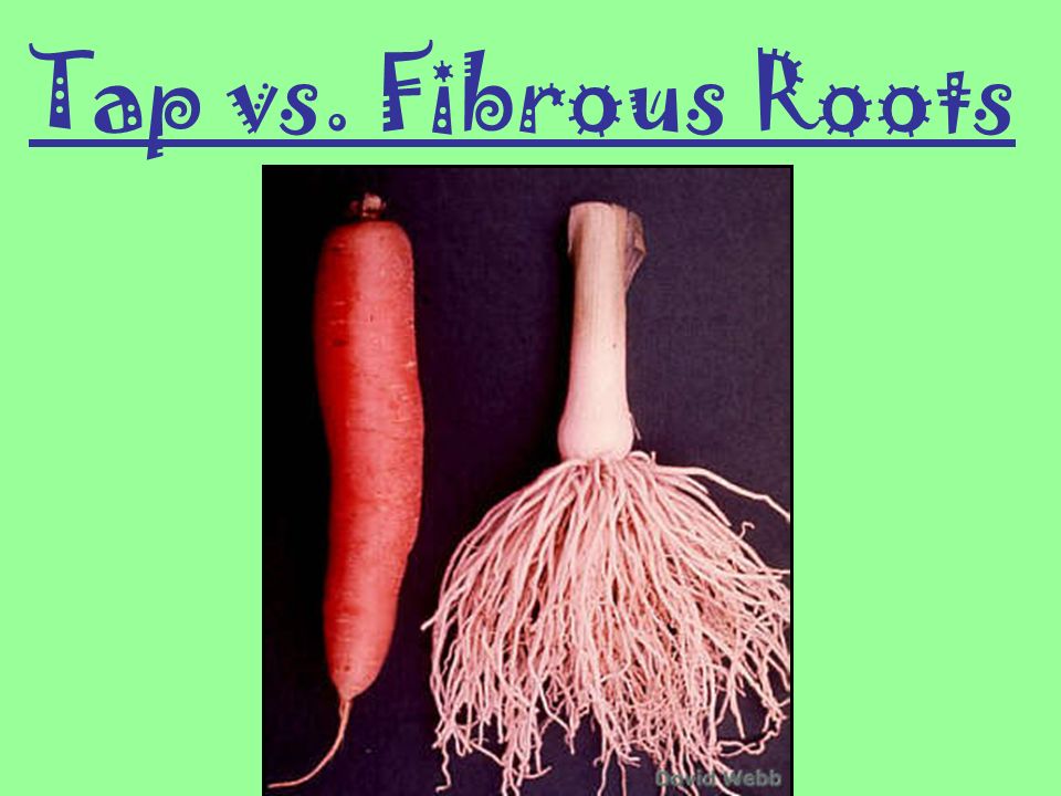 Tap vs. Fibrous Roots
