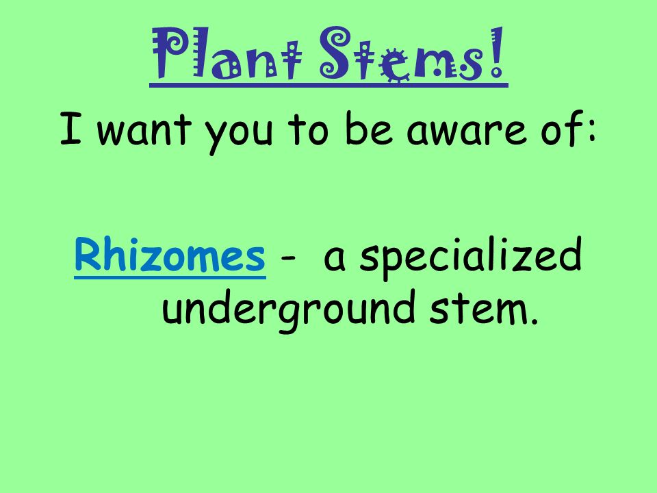 I want you to be aware of: Rhizomes - a specialized underground stem.