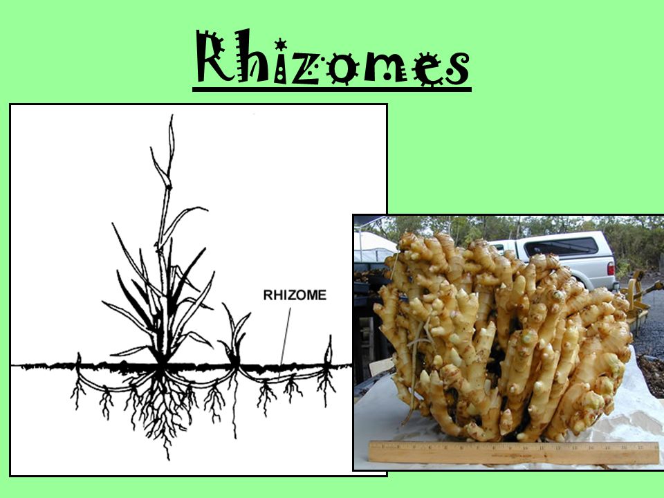 Rhizomes