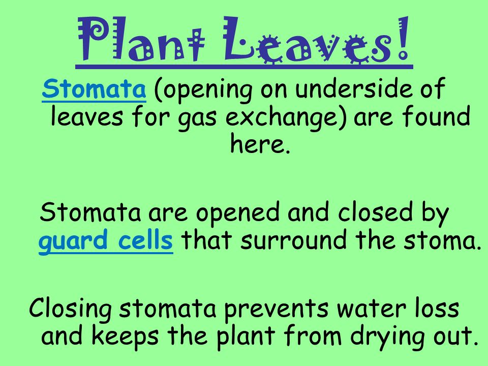 Stomata are opened and closed by guard cells that surround the stoma.