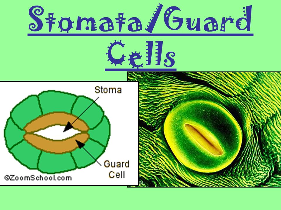 Stomata/Guard Cells
