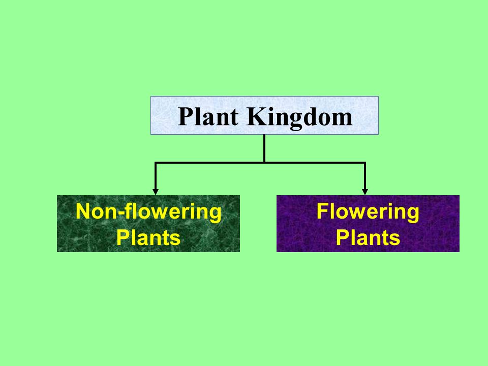 Plant Kingdom Non-flowering Plants Flowering Plants